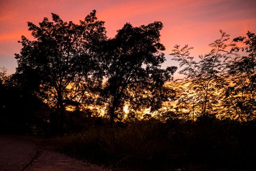 Dramatic silhouette trees with Twilight landscape colorful sky on background