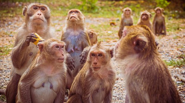 Young monkeys macaque in  Thailand, South east asia. happiness background concept.