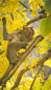 Portrait baby macaque on a Cassia fistula tree branch in  Thailand, South east asia. Yellow flowers of spring, happiness background concept.