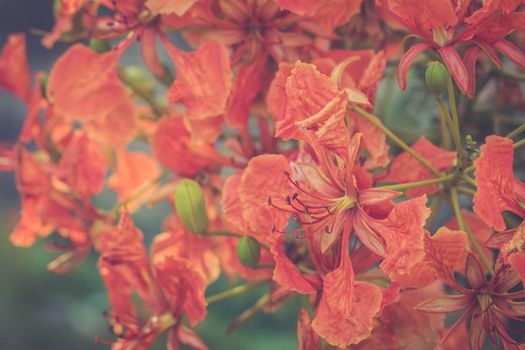 Beautiful Red Royal Poinciana Flamboyant Flower. Beautiful red royal Poinciana or flamboyant flower (Delonix regia). It is species of flowering plant in the bean family. Paradise, boyant.