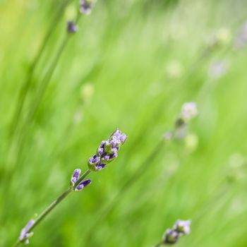 Soft focus on beautiful lavender buds in summer garden