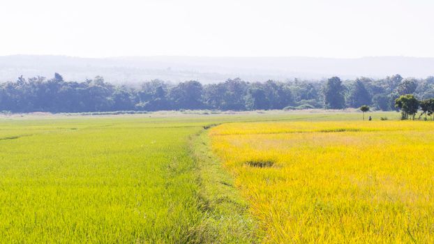 yellow and orange rice fieldsScenic mountains Colorful summer landscape.