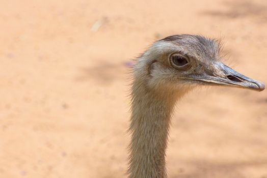 Front view of an ostrich. The concept for fear, ignoring, alertness, and attention. High quality photo