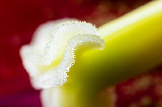 Green and yellow tulip pistil extreme macro close-up. Details of the inner flower of a tulip with a pistil against a background of red petals in defocus. The concept of tender nature, spring and summer