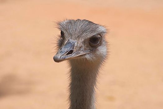 Front view of an ostrich. The concept for fear, ignoring, alertness, and attention. High quality photo