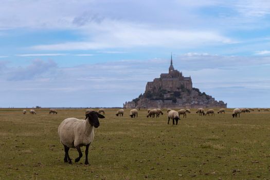 Black-faced lamb and sheep, Agneau de pre-sale, graze in the salt marsh fields of Mont-Saint-Michel, a tidal island and mainland commune in Normandy, France