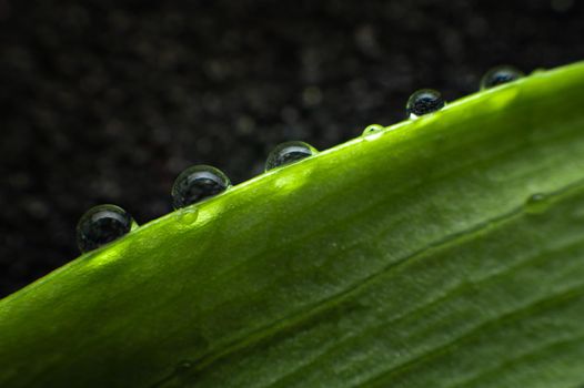 Close-up of the structure of a green leaf of a plant with veins covered with drops of moisture. Shallow depth of field super macro.