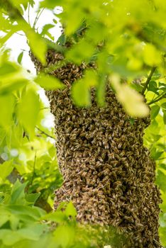Swarm of bees on green tree, warm season, vertical image
