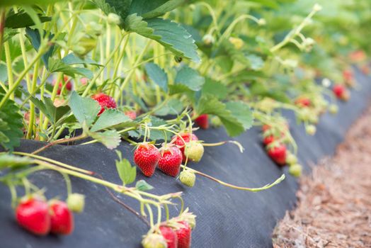 Strawberry bushes with many ripe red berries