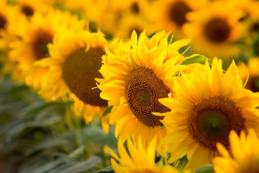 Beautiful colorful close up picture of sunflowers growing in rows in the field following sun during the day