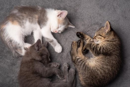 Adorable newborn cats tired of playing having rest together