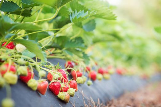 Growing eco strawberry