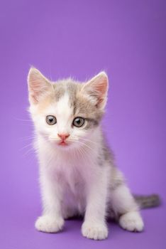 Studio shot of white fluffy newborn cat