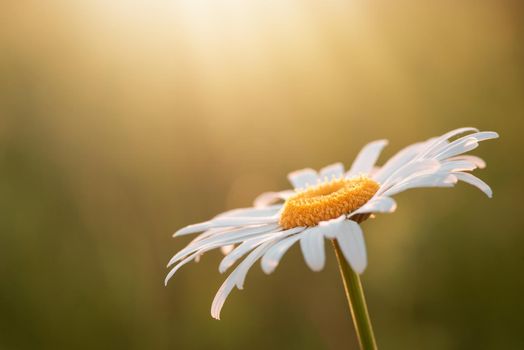 Blooming chamomile, close up, copy space