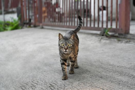 Gray cat with tiger stripes walking on the sidewalk at sunny day.