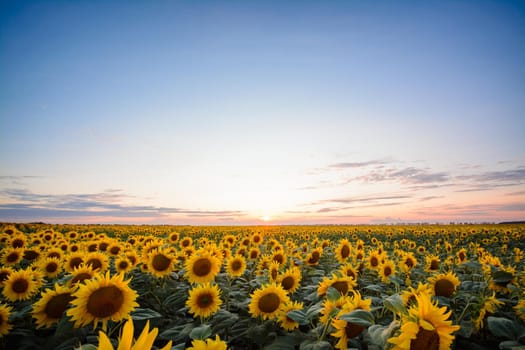 Landscape of sunflower field with deep-blue sky and copy space for inscription