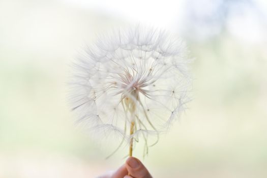 A large white ball of dandelion in hand against the sky. High quality photo