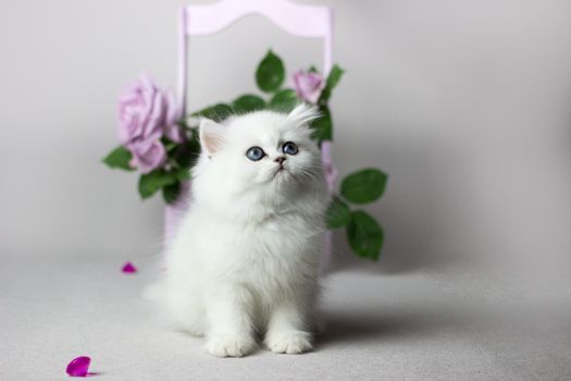 British Longhair white cat on a light gray background. Silver chinchilla color. Cute kitten play with flowers. Lilac roses in a wooden box