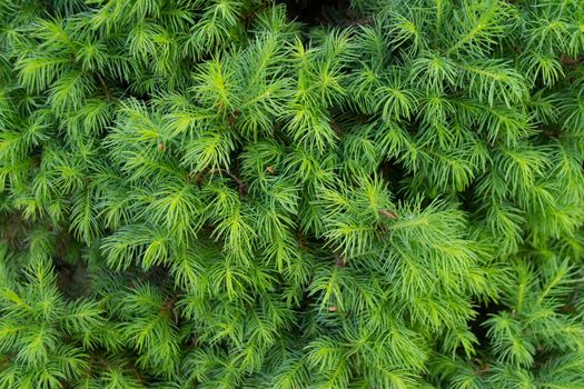 Green toned image of coniferous tree branches - ideal for trendy natural background decoration High quality photo