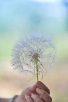 A large white ball of dandelion in hand against the sky. High quality photo