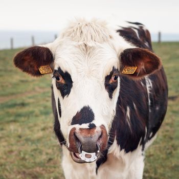 Spotted cow with a pierced nose in Normandy, France