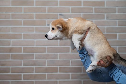 A woman holds a welsh corgi puppy against a brick wall
