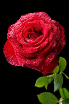 Close-up shot of vibrant rose in full bloom