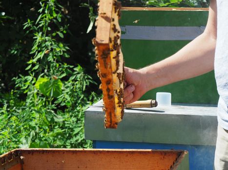 Beekeeper working with bees and beehives on the apiary. Beekeeping concept. Beekeeper harvesting honey Beekeeper on apiary.