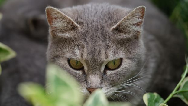 Gray cat hunts in grass on street. Cat on nature concept