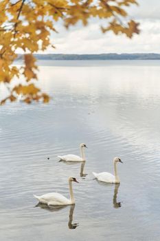 White swans swim in the lake. Kaliningrad region. High-quality photo