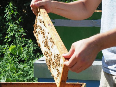 Beekeeper working with bees and beehives on the apiary. Beekeeping concept. Beekeeper harvesting honey Beekeeper on apiary.