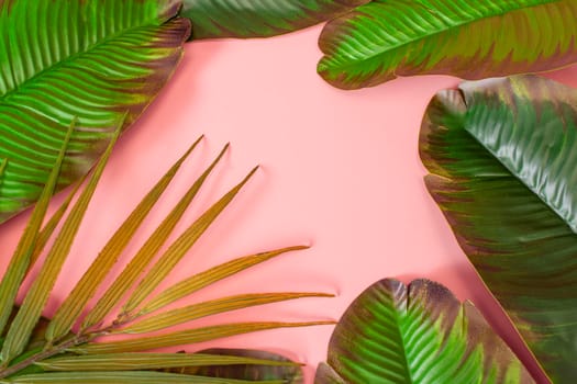 green palm leaves Monstera on pink background. Flat lay, top view.