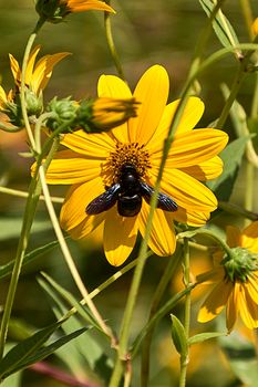 Large bee on a yellow daisy. Detail and detail photography, out of focus background, yellow green.