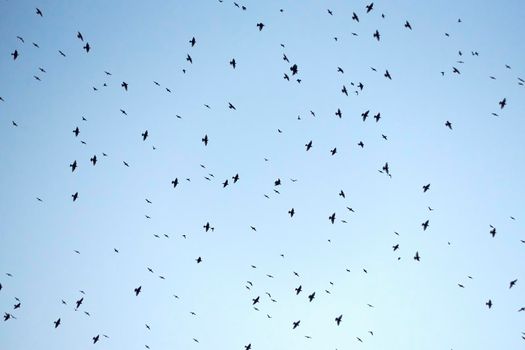 Exposed blue sky full of birds flying overhead. Background, chaos, black and white, flight,