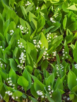 Natural spring background with blooming flowers of Lily of the valley or Convallaria majalis among green leaves.