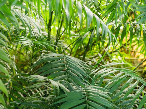 Tropical plants in greenhouse. Lianas and palm tree branches with green leaves in glasshouse.