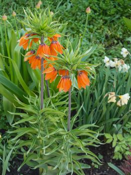 Orange flowers of Fritillaria imperialis, crown imperial, imperial fritillary or Kaiser's crown. Bright and colorful flower in bloom.