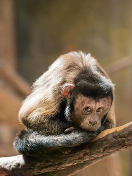 Mindful Black Capuchin or Sapajus Nigritus, also known as Black-horned Capuchin. Brown-colored monkey deep in thoughts.