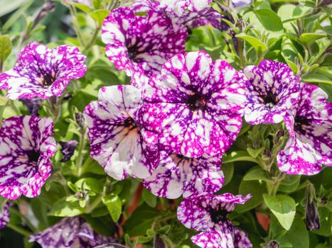 Natural summer background with spotted blooming petunias. Purple flowers with white dots on petals among green leaves.