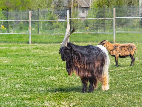 Capra Aegagrus Girgentana or Valais Black Goat. Furry farm animal in paddock near barn. Animal husbandry.