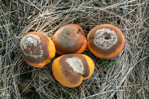Group of infected and rotten apricots fall to the ground, Monilia laxa (Monilinia laxa) infectation, plant disease