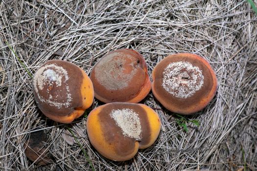 Group of infected and rotten apricots fall to the ground, Monilia laxa (Monilinia laxa) infectation, plant disease