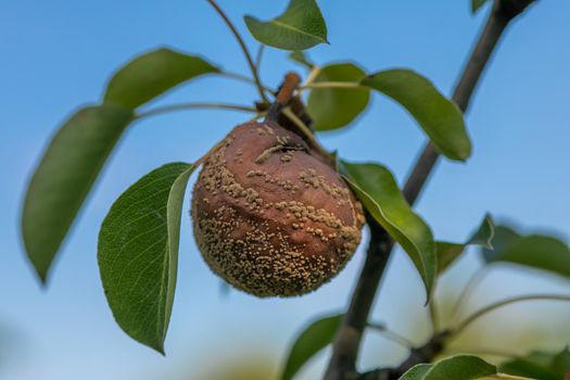 Rotten pear on branch of the fruit tree, Monilia laxa (Monilinia laxa) infestation, plant disease