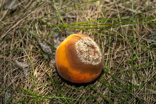 Rotten apricots fall to the ground, Monilia laxa (Monilinia laxa) infestation, plant disease