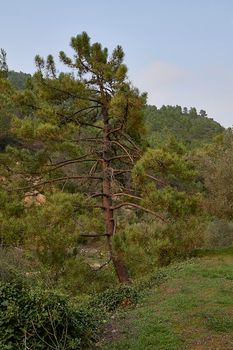 Large pine tree among the vegetation on a cloudy day. green colours, old pine, and mossy, vertical
