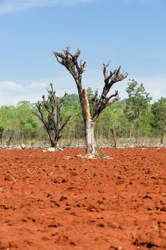 The destruction of forests for shifting cultivation in Thailand