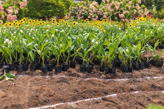 Curcuma flowers planting in the city park