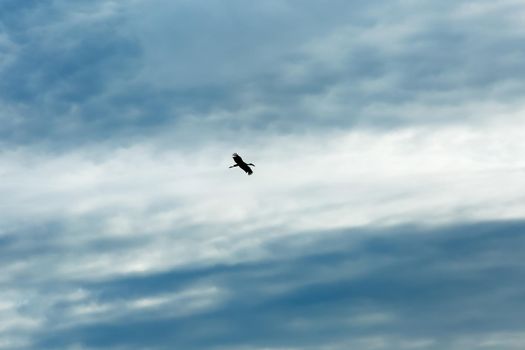 egret flying alone in the sky