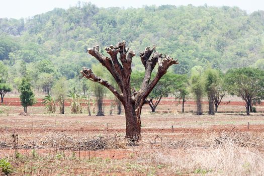 The destruction of forests for shifting cultivation in Thailand.