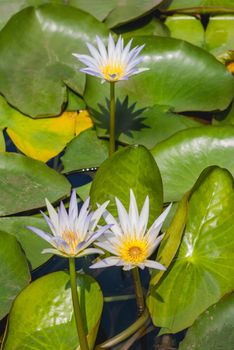 Nymphaea nouchali var. caerulea also known as Egyptian lotus, blue water lily, frog's pulpit, sacred blue lily of the Nile, Cape waterlily. Cairo, Egypt.